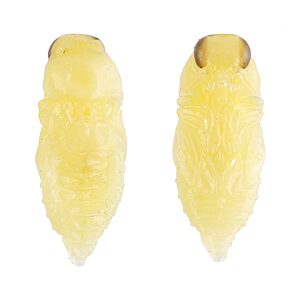 Neocuris dichroa, PL4796B, pupa, from Eutaxia diffusa (PJL 3502) stem base, MU, 6.9 × 2.8 mm